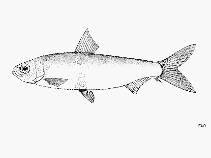Image of Potamalosa richmondia (Freshwater herring)