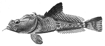 To FishBase images (<i>Pogonophryne scotti</i>, Antarctica, by Shandikov, G.A.)