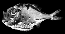 To FishBase images (<i>Polyipnus soelae</i>, by Bulletin of Marine Science/Harold, A.S.)