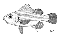 To FishBase images (<i>Pomadasys trifasciatus</i>, by FAO)