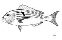 To FishBase images (<i>Polysteganus undulosus</i>, by FAO)