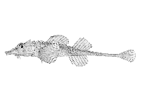 To FishBase images (<i>Podothecus veternus</i>, by Hopkins Seaside Laboratory)