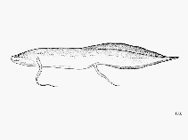Image of Protopterus aethiopicus (Marbled lungfish)