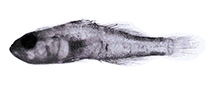 To FishBase images (<i>Priolepis agrena</i>, Philippines, by Allen, G.R. & M.V. Erdmann)