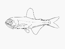 Image of Protomyctophum andriashevi (Andriashev’s lanternfish)