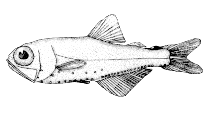 To FishBase images (<i>Protomyctophum arcticum</i>, Canada, by Canadian Museum of Nature, Ottawa, Canada)