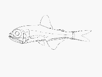 To FishBase images (<i>Protomyctophum bolini</i>, by SFSA)