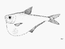 Image of Pristigaster cayana (Amazon hatchet herring)