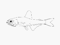 To FishBase images (<i>Protomyctophum choriodon</i>, by SFSA)