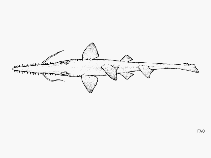 To FishBase images (<i>Pristiophorus cirratus</i>, by FAO)