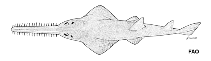 Image of Pristis clavata (Dwarf sawfish)