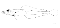 To FishBase images (<i>Prionodraco evansii</i>, by FAO)