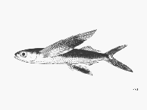 To FishBase images (<i>Prognichthys gibbifrons</i>, by FAO)