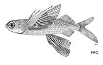 To FishBase images (<i>Prognichthys glaphyrae</i>, by FAO)