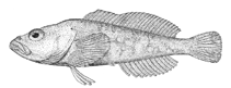 To FishBase images (<i>Procottus gotoi</i>, Russia, by Sideleva, V.G.)