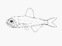 To FishBase images (<i>Protomyctophum luciferum</i>, by SFSA)