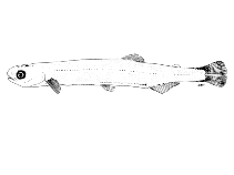 To FishBase images (<i>Prototroctes maraena</i>, New Zealand, by McDowall, R.M.)