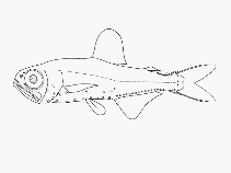 To FishBase images (<i>Protomyctophum normani</i>, by SFSA)