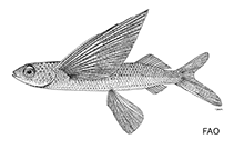 To FishBase images (<i>Prognichthys occidentalis</i>, by FAO)