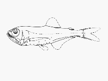 To FishBase images (<i>Protomyctophum parallelum</i>, by SFSA)
