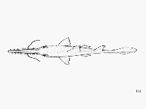 Image of Pristiophorus schroederi (Bahamas sawshark)