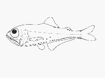 To FishBase images (<i>Protomyctophum subparallelum</i>, by SFSA)