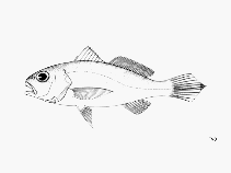 To FishBase images (<i>Sciaena trewavasae</i>, by FAO)