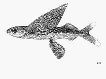 To FishBase images (<i>Prognichthys tringa</i>, by FAO)