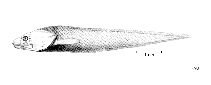 To FishBase images (<i>Pseudonus acutus</i>, by FAO)