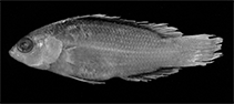 To FishBase images (<i>Pseudochromis alticaudex</i>, Papua New Guinea, by Gill, A.C.)