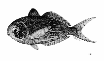 To FishBase images (<i>Psenes arafurensis</i>, by FAO)