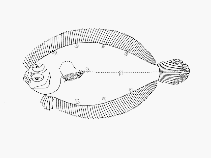 To FishBase images (<i>Psettina brevirictis</i>, by SFSA)