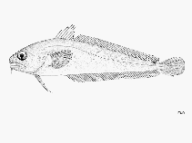 To FishBase images (<i>Pseudophycis breviuscula</i>, by FAO)