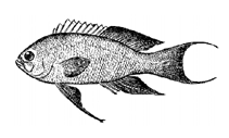 To FishBase images (<i>Anthias cichlops</i>, by Yang, N.-S.)