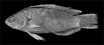 To FishBase images (<i>Pseudochromis fowleri</i>, Malaysia, by Gill, A.C.)
