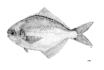 To FishBase images (<i>Psenopsis humerosa</i>, by FAO)