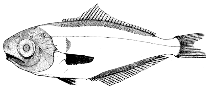 To FishBase images (<i>Psenopsis intermedia</i>, by Pankratov, S.A.)