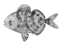 To FishBase images (<i>Psenes maculatus</i>, Canada, by Canadian Museum of Nature, Ottawa, Canada)