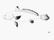 To FishBase images (<i>Pseudotolithus moorii</i>, by FAO)