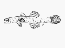 To FishBase images (<i>Pseudamiops pellucidus</i>, Kenya, by SFSA)