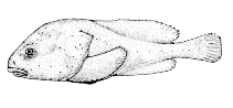 To FishBase images (<i>Psychrolutes phrictus</i>, Canada, by Canadian Museum of Nature, Ottawa, Canada)