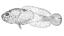 Image of Psychrolutes sigalutes (Soft sculpin)