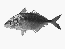 Image of Pseudocaranx wrighti (Skipjack trevally)