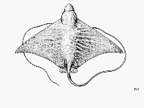 To FishBase images (<i>Pteromylaeus asperrimus</i>, by FAO)