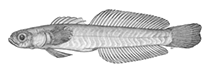 To FishBase images (<i>Ptereleotris crossogenion</i>, Papua New Guinea, by Randall, J.E.)
