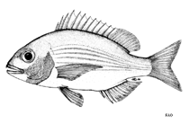 To FishBase images (<i>Pterogymnus laniarius</i>, by FAO)