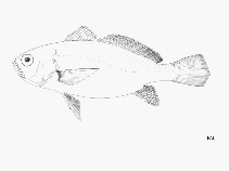 To FishBase images (<i>Pteroscion peli</i>, by FAO)
