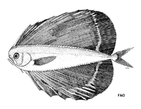 Image of Pteraclis velifera (Spotted fanfish)