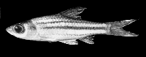 Image of Striuntius lineatus (Lined barb)