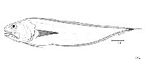 To FishBase images (<i>Pycnocraspedum squamipinne</i>, by FAO)